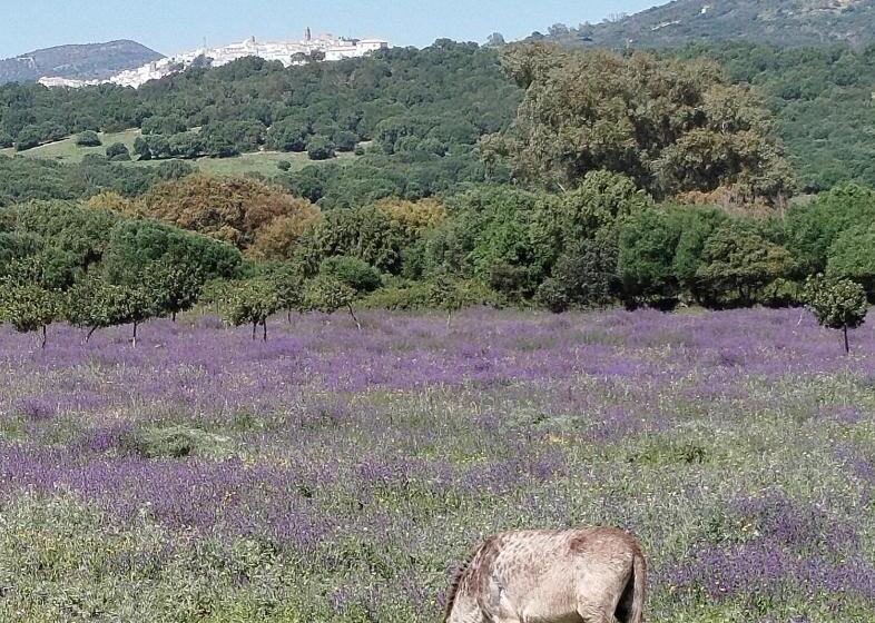 住宿加早餐  Casa Aljibe