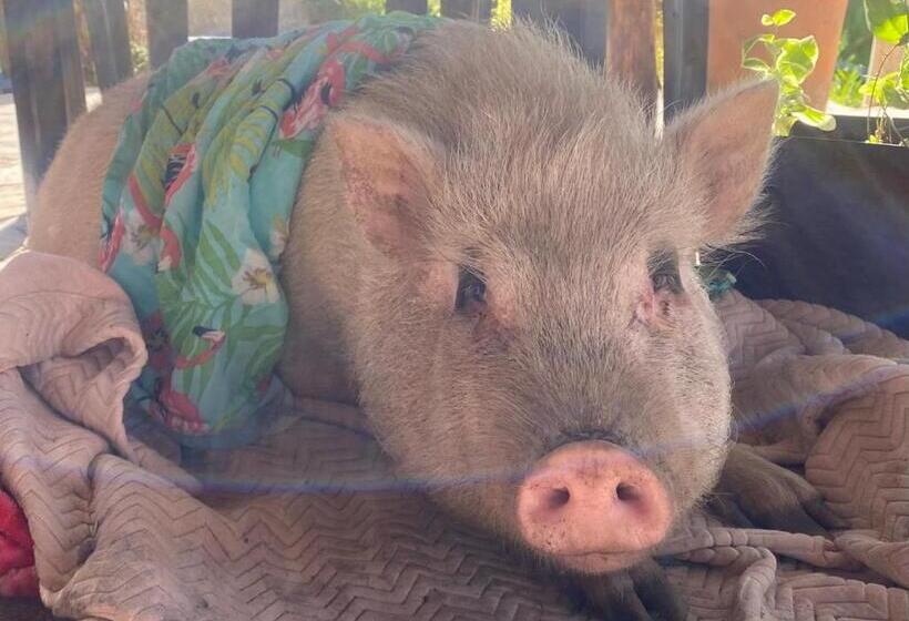 בית מלון כפרי D Cabezas Eco