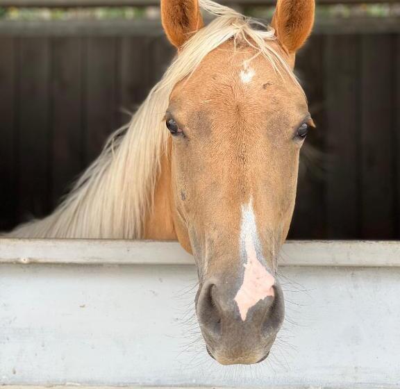 호텔 Ll Crinale Village