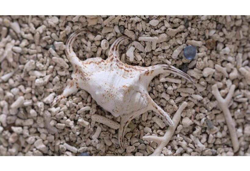 ホテル Terrace Garden Mihama Resort   Vacation Stay 85718v