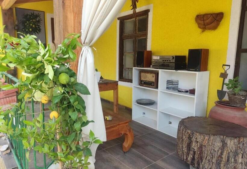 هاستل Lemon Garden