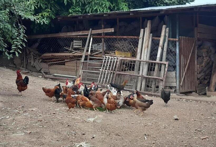 هاستل Lemon Garden