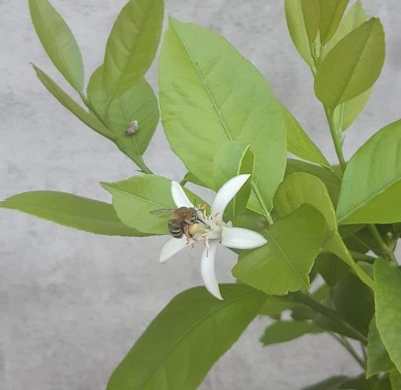 هاستل Lemon Garden