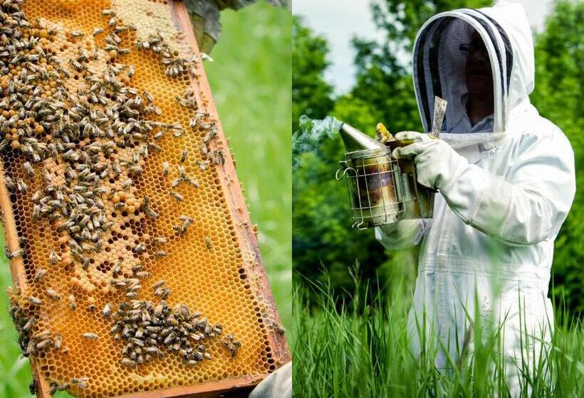Auberge Dans Les Bras De Morphée B&b