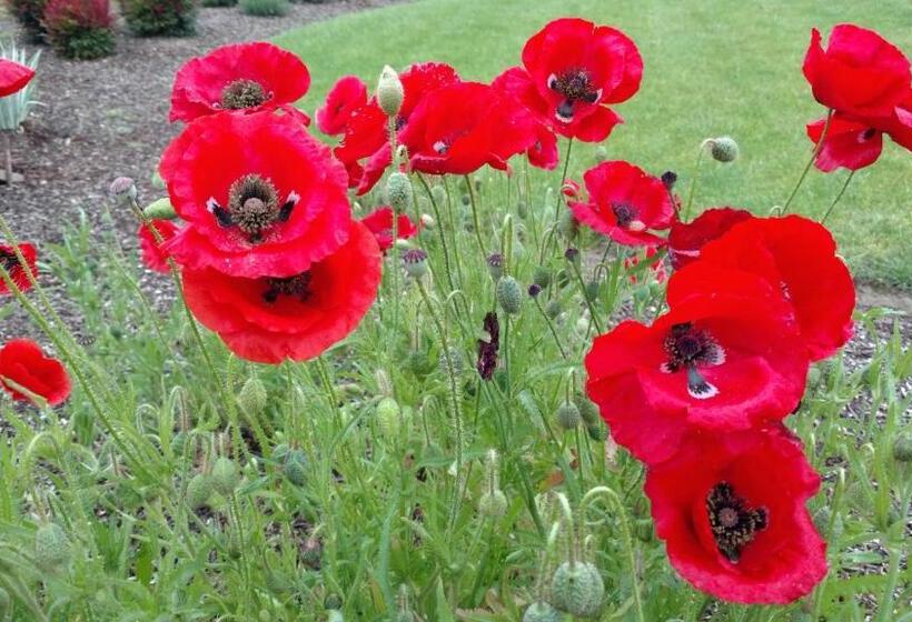 مبيت وإفطار Casale