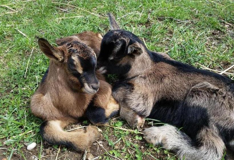 ベッドアンドブレックファースト Domaine Du Mas Du Taillet