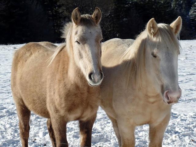 ベッドアンドブレックファースト Domaine Du Mas Du Taillet