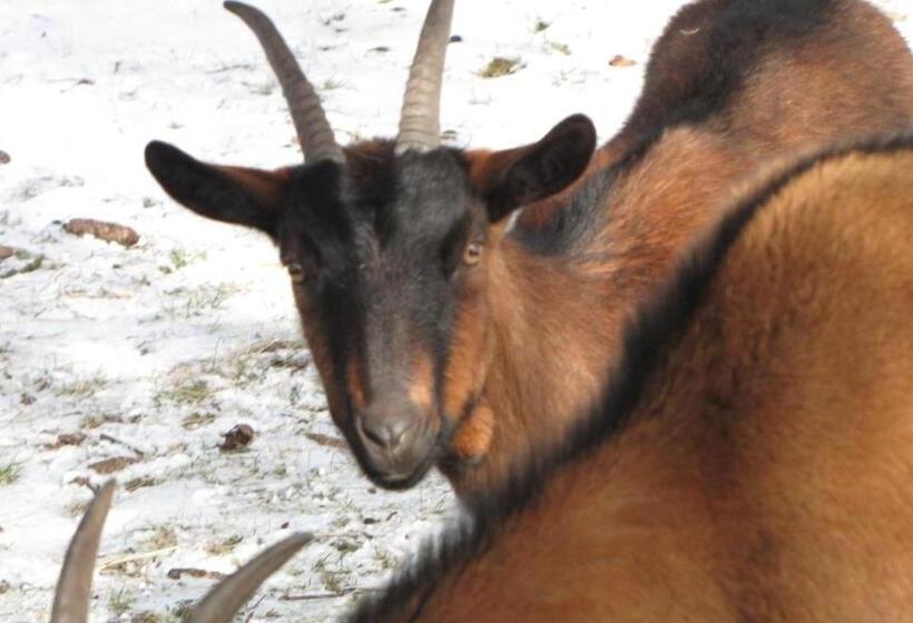 ベッドアンドブレックファースト Domaine Du Mas Du Taillet