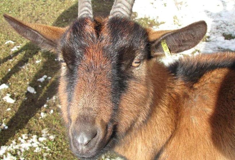 ベッドアンドブレックファースト Domaine Du Mas Du Taillet