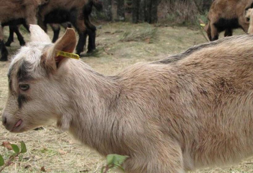 ベッドアンドブレックファースト Domaine Du Mas Du Taillet