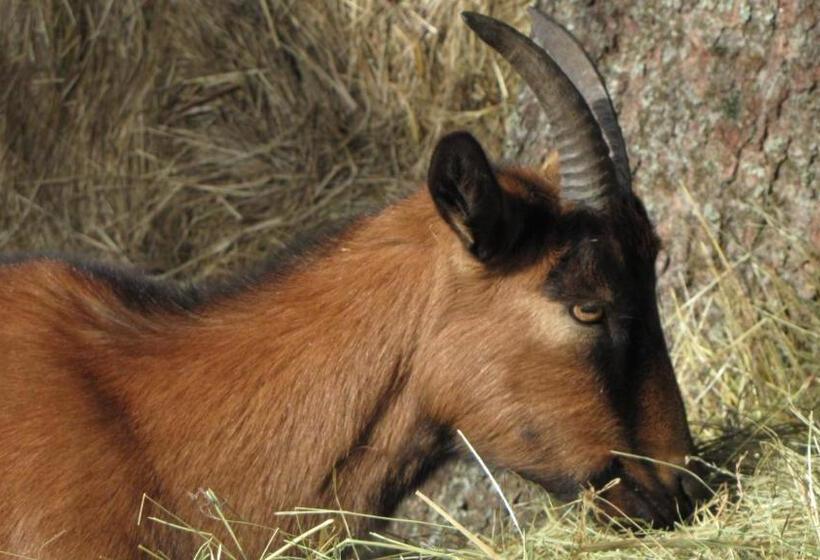 ベッドアンドブレックファースト Domaine Du Mas Du Taillet