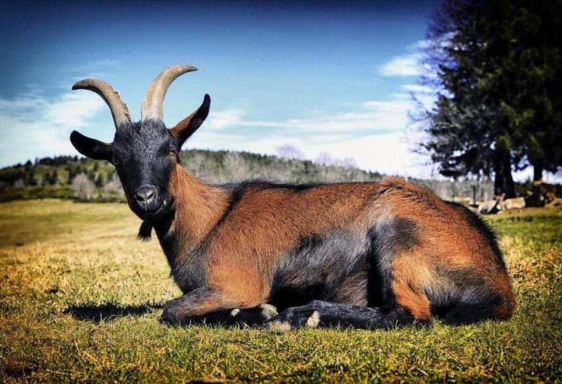 ベッドアンドブレックファースト Domaine Du Mas Du Taillet