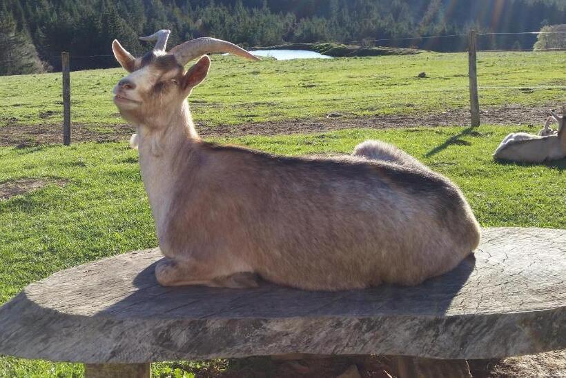 ベッドアンドブレックファースト Domaine Du Mas Du Taillet