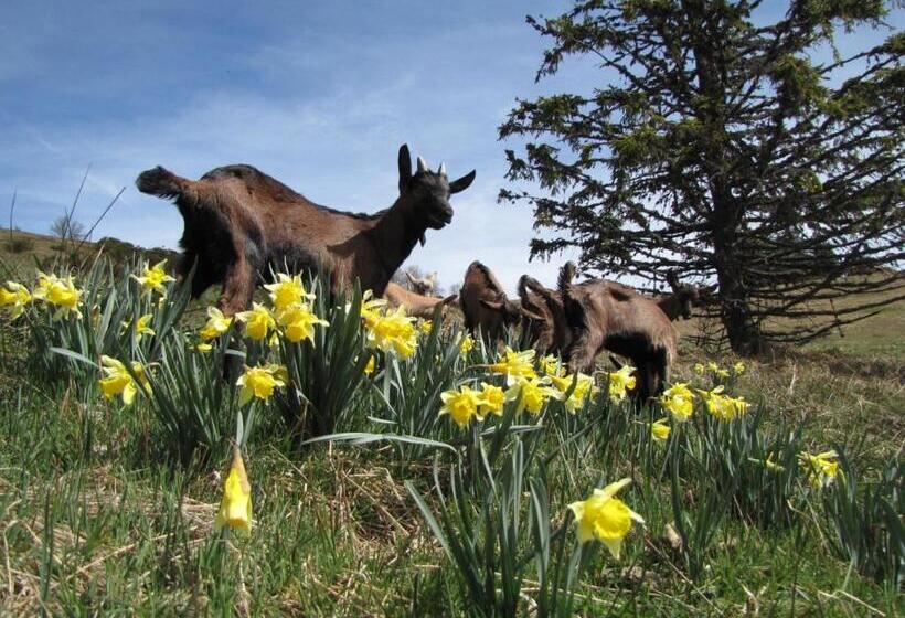 ベッドアンドブレックファースト Domaine Du Mas Du Taillet