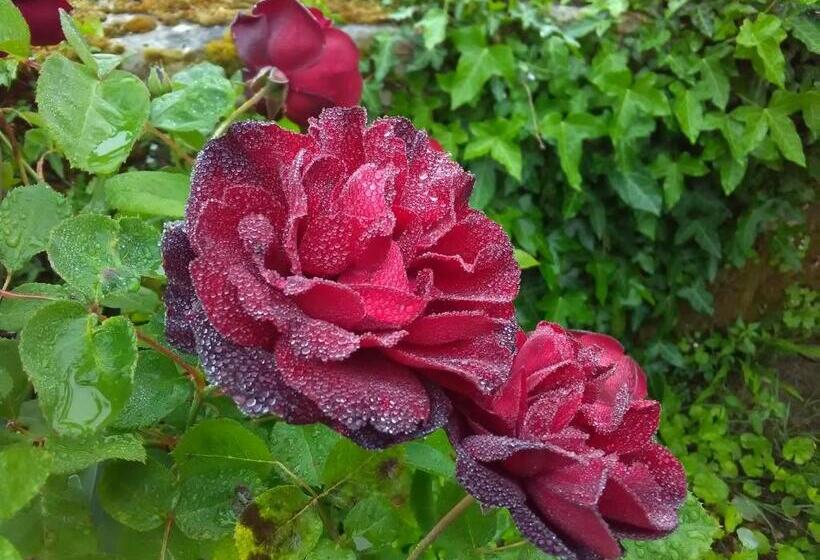 צימר Rue Du Château