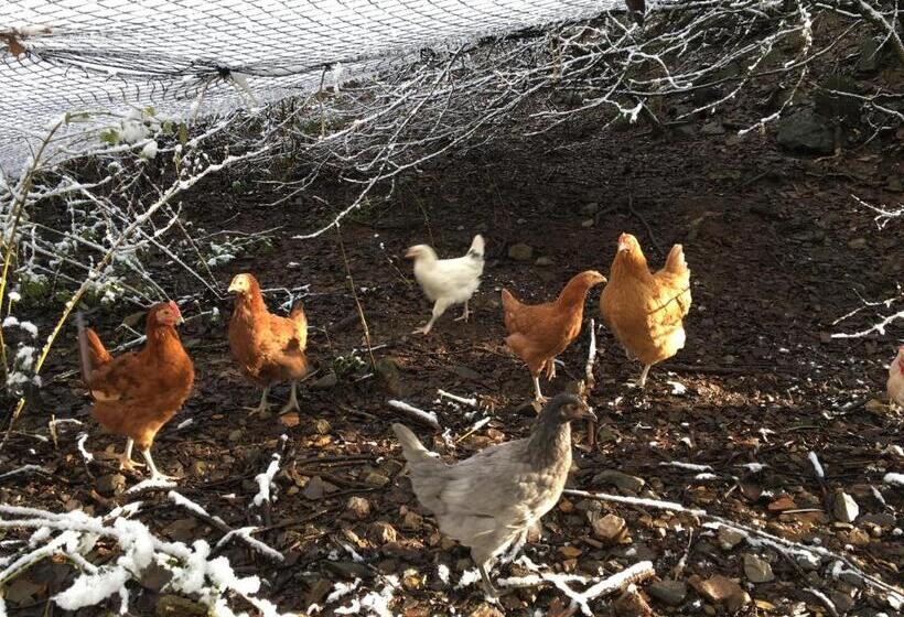 Bed & Breakfast Schlommefurth