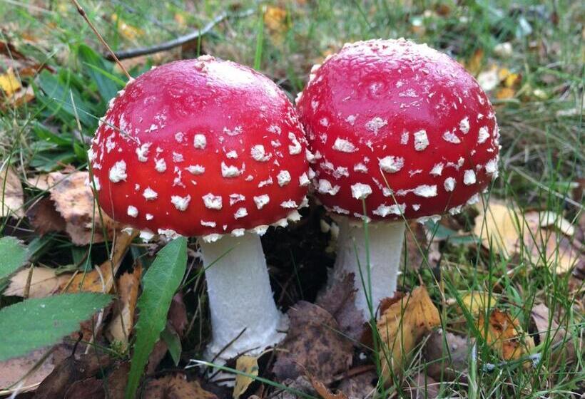 Bed & Breakfast Schlommefurth