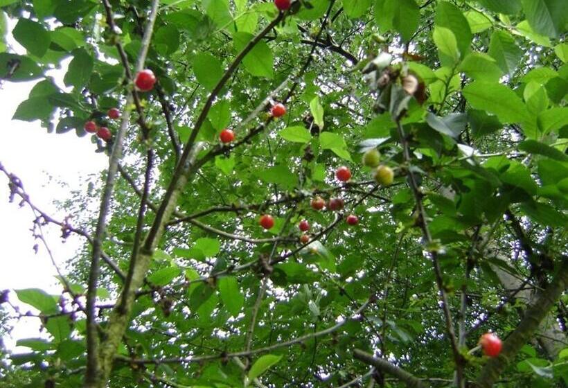 Bed & Breakfast Schlommefurth