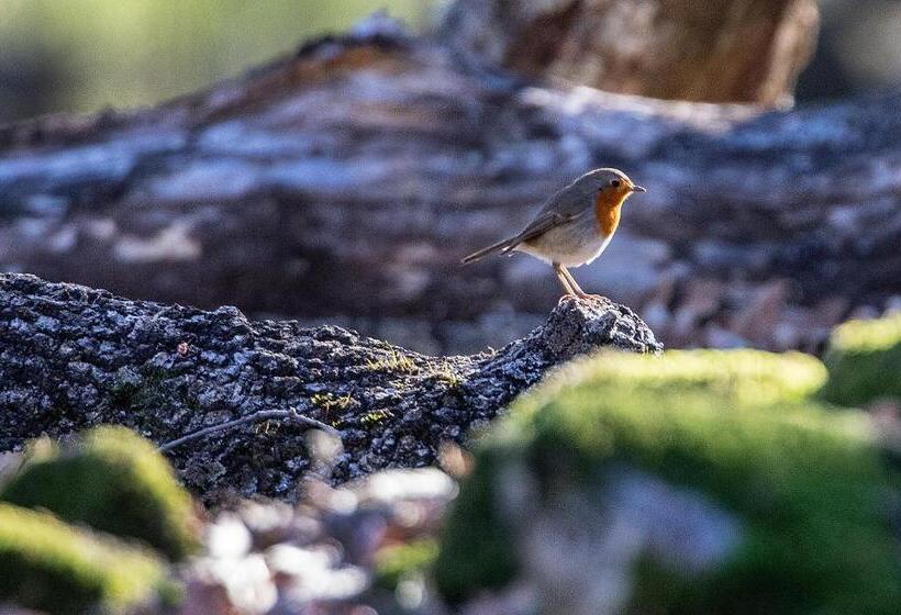 בית מלון כפרי Campusphi