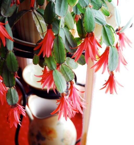 בית מלון כפרי Cristallo