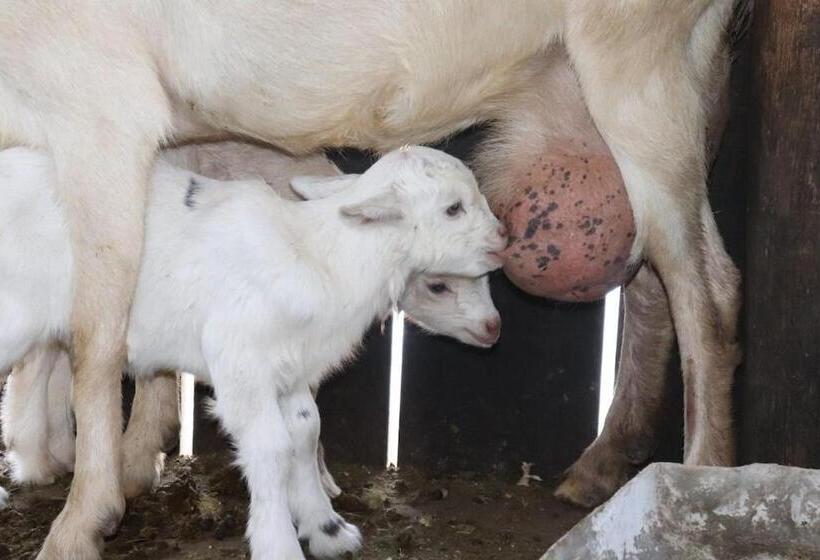 ホテル Fazenda Em Itapetininga, Paz, Descanso E Piscinas