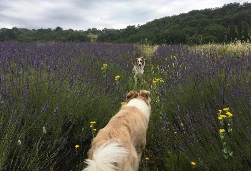 בית מלון כפרי La Banditaccia