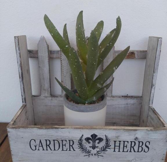 Пансион Casa Pereira