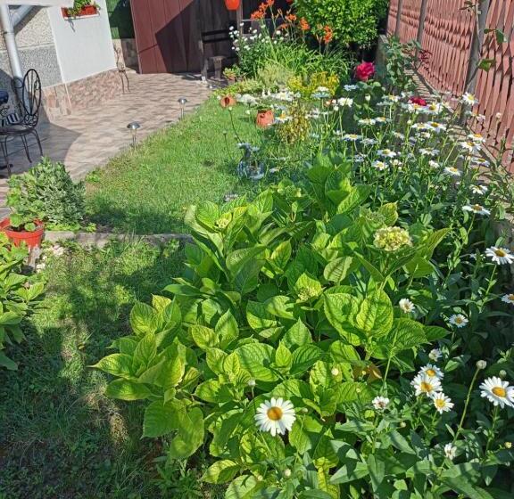 بنسيون Guest House Kotva