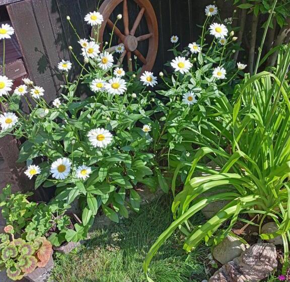 بنسيون Guest House Kotva