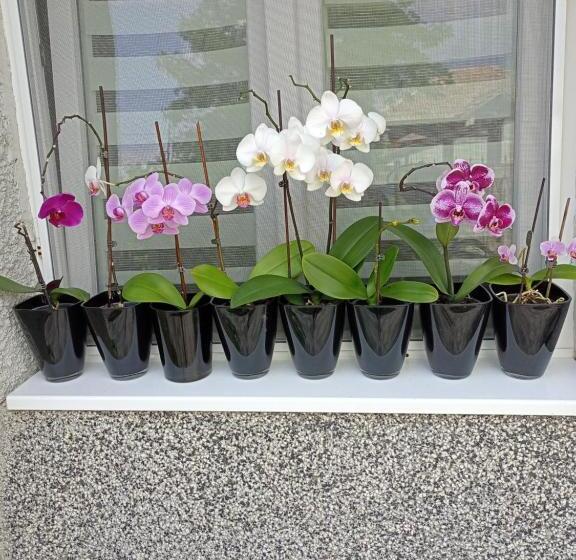 بنسيون Guest House Kotva