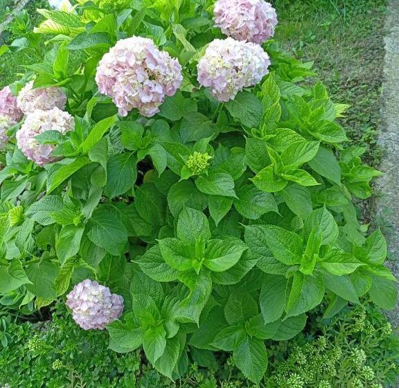 بنسيون Guest House Kotva