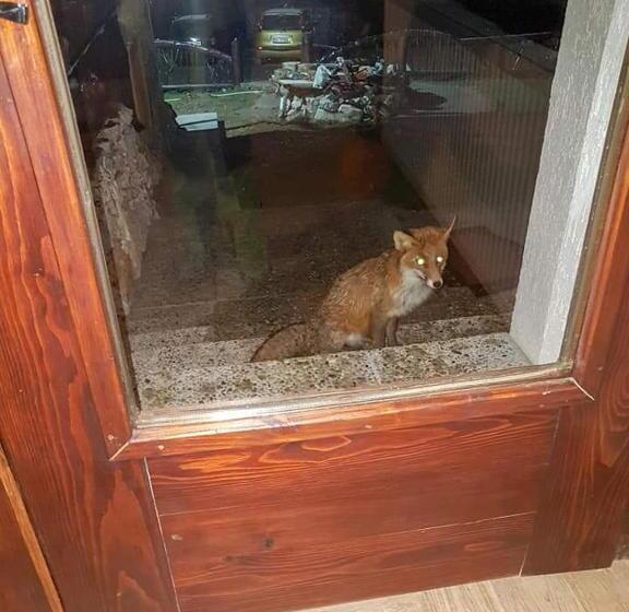 بنسيون Plai Cu Dor Fundata