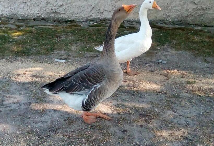 פנסיון Sprencz Családi Major