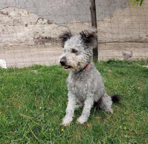 פנסיון Sprencz Családi Major