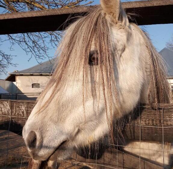 פנסיון Sprencz Családi Major