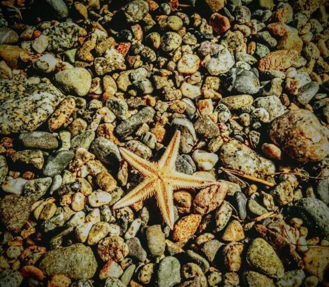 膳宿费 Villa Delle Rose B&b