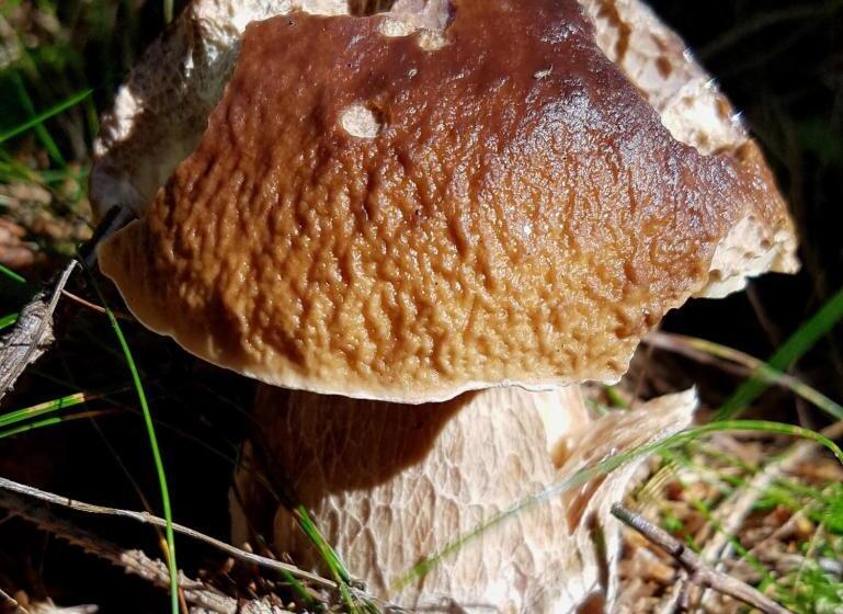 Pensiony A Ubytování V Kempu Indiana