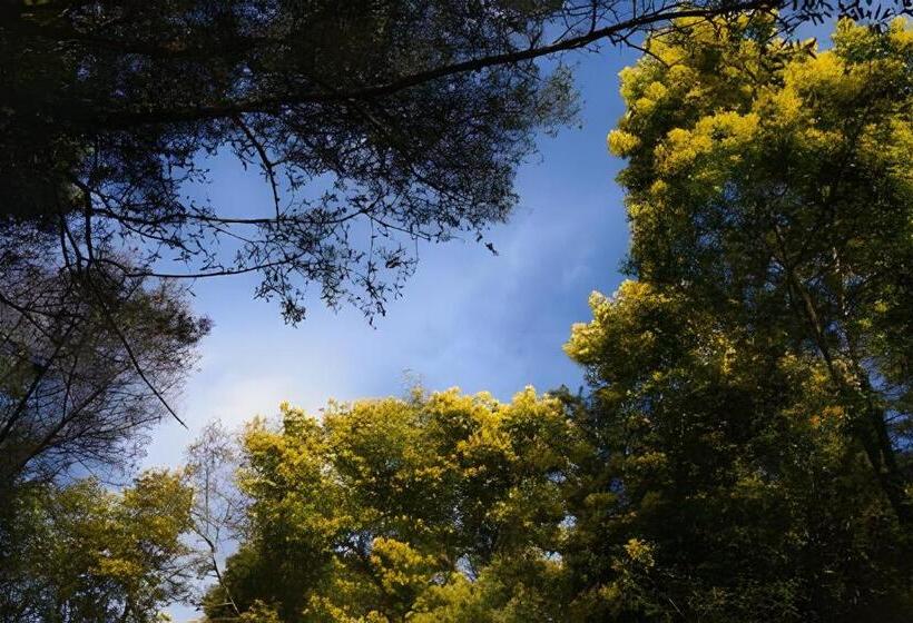 Курорт Cabaña En La Costa De Pelluhue