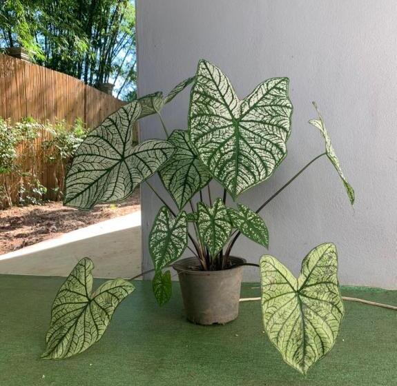 منتجع Nunou Cafe