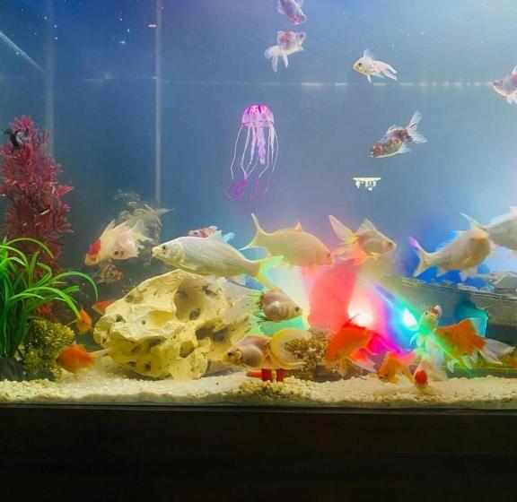 ホテル Hostel Anprado 5