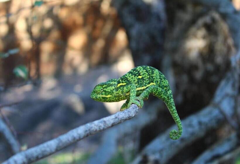 فندق Sable Ranch Thaba Khaya Lodge