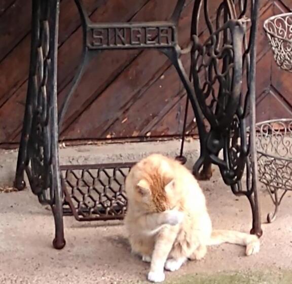 פנסיון Bio Kastanienhof Erfurt   Appartements Und Ayurvedische Jurten