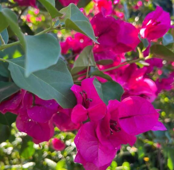 Bed and Breakfast Residence Las Lajas