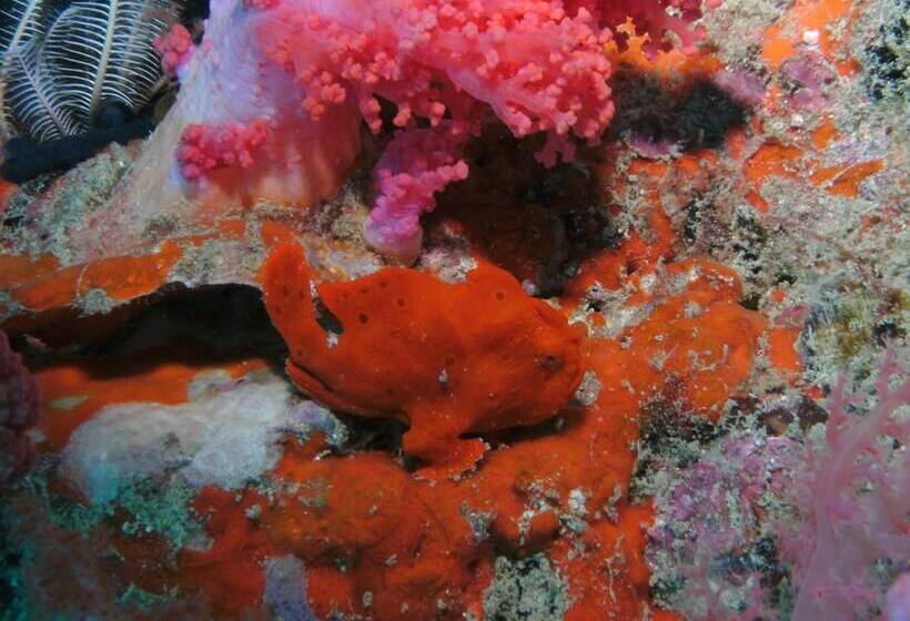 Bonita Oasis Beach Resort