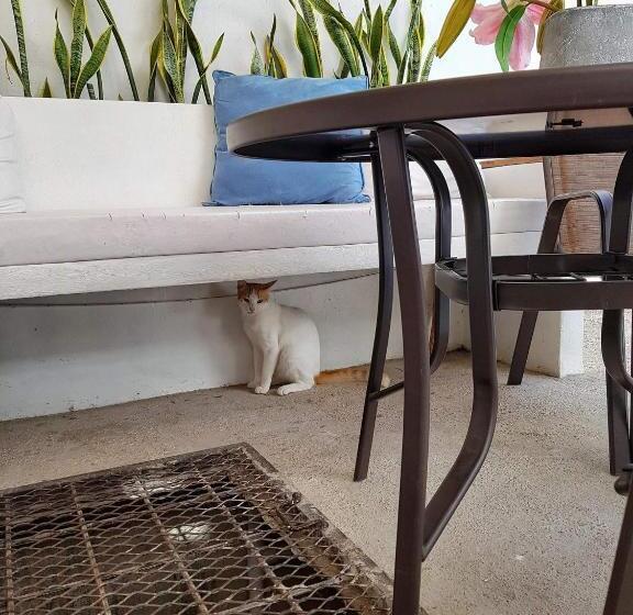 호텔 Casssa Vlanca