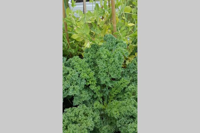 Kerikeri Blue Chair B&b