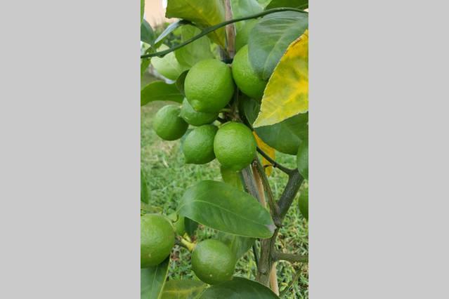 Kerikeri Blue Chair B&b