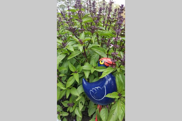 Kerikeri Blue Chair B&b