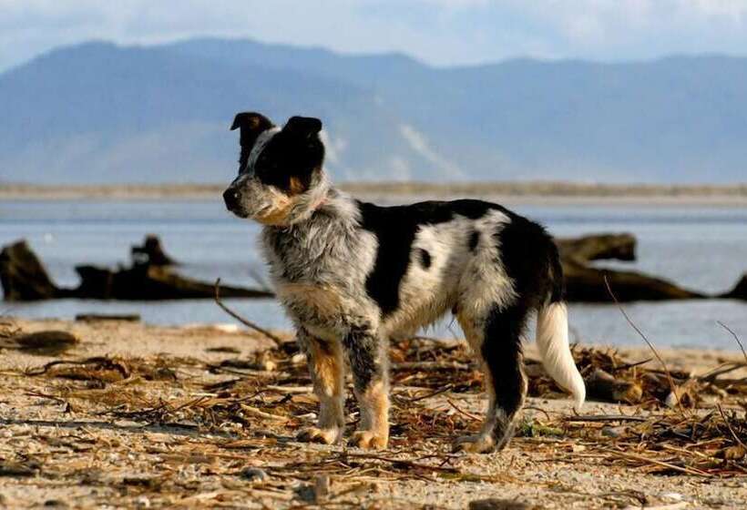 מוטל Karamea Farm Baches