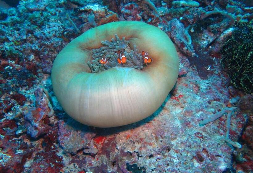 The Blue Orchid Resort